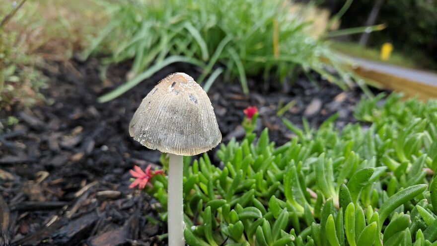 The Fungus Among Us: Can You Identify Some Of These Spores? (38 Pics)