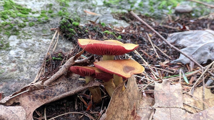 The Fungus Among Us: Can You Identify Some Of These Spores? (38 Pics)