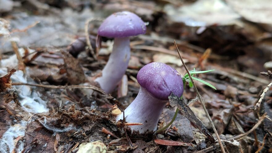 The Fungus Among Us: Can You Identify Some Of These Spores? (38 Pics)