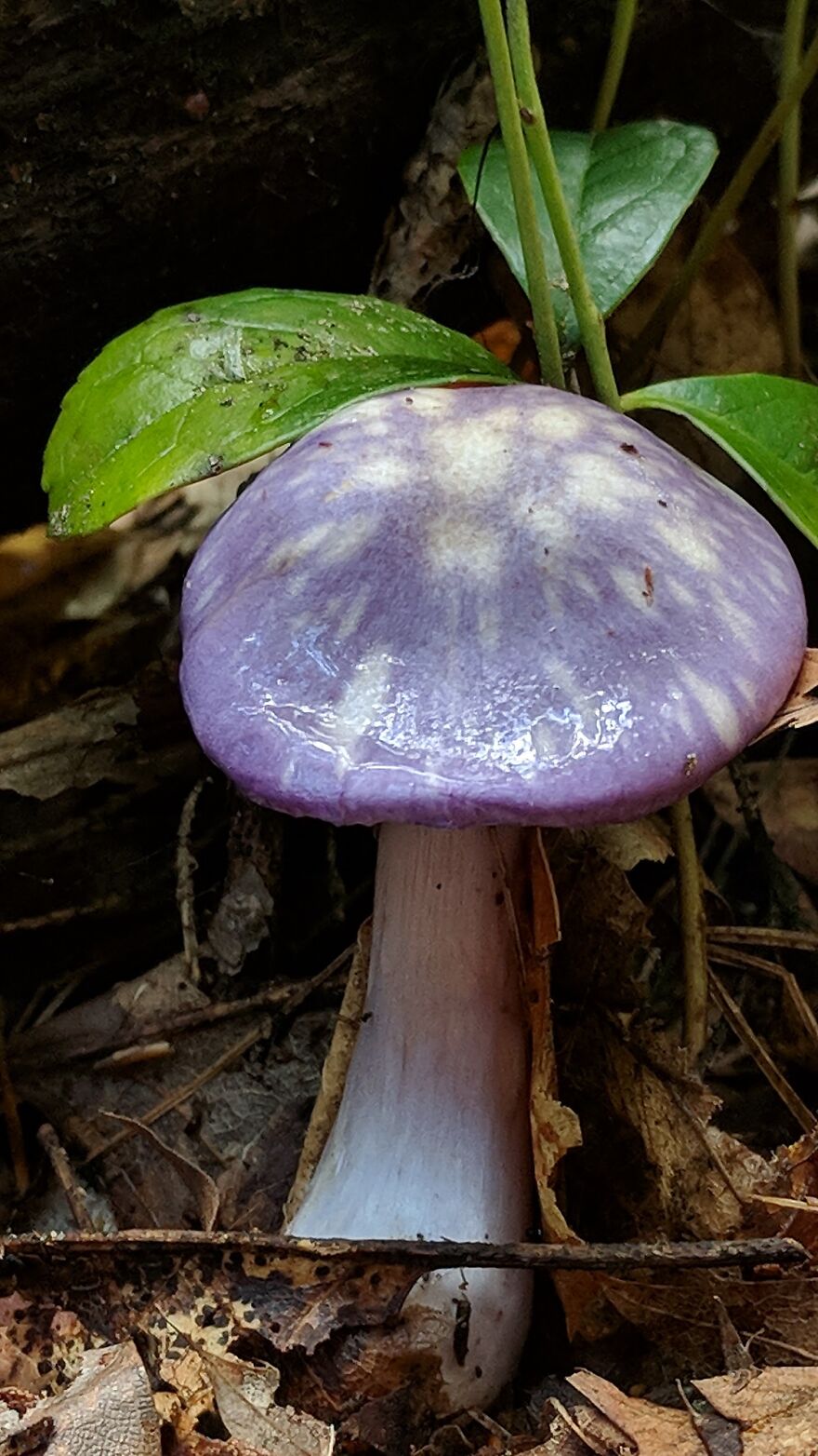 The Fungus Among Us: Can You Identify Some Of These Spores? (38 Pics)