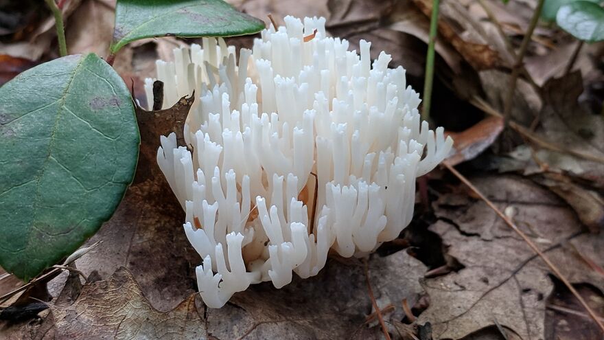 The Fungus Among Us: Can You Identify Some Of These Spores? (38 Pics)