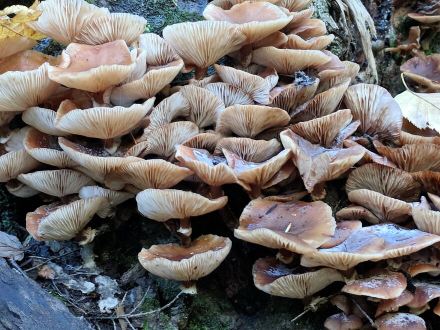 The Fungus Among Us: Can You Identify Some Of These Spores? (38 Pics)