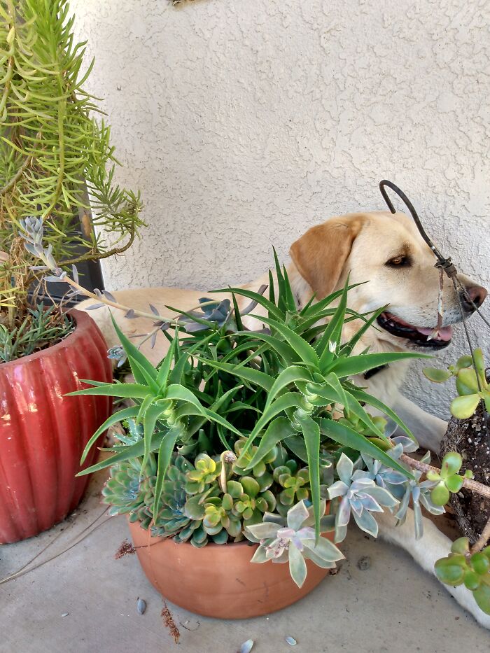 The Plants In The Front Are My Thriving Ones, I Could Show My Current Ones- But Then I'd Probably Be Downvoted For Negligence