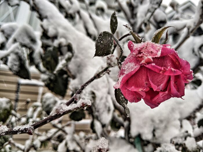 Frosted Rose