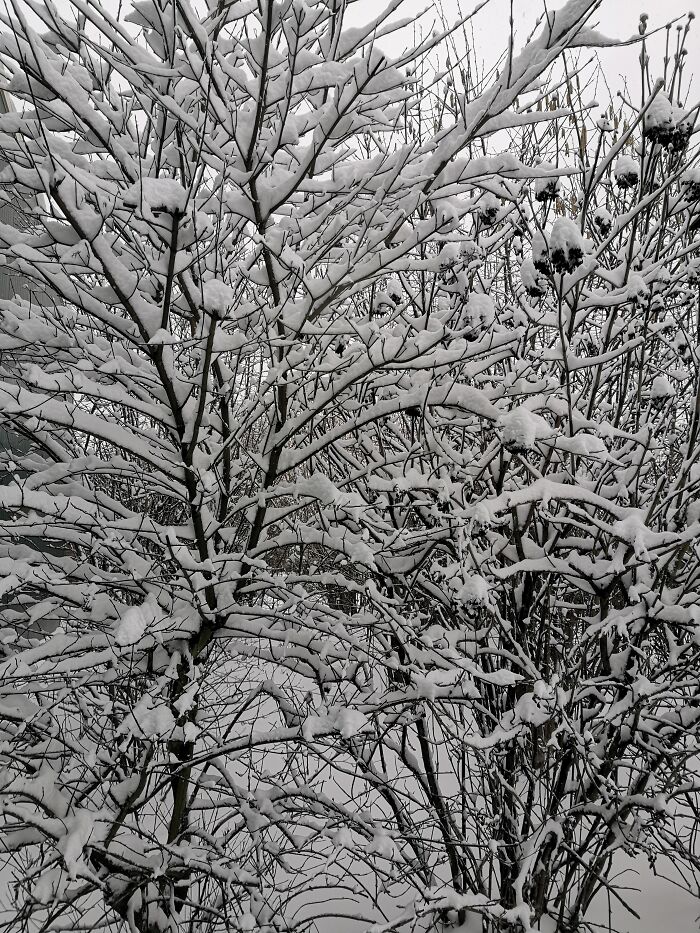 Snow Building Up On Some Branches
