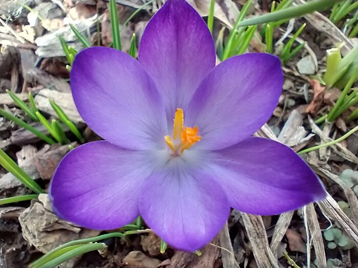 My First Macro Photo