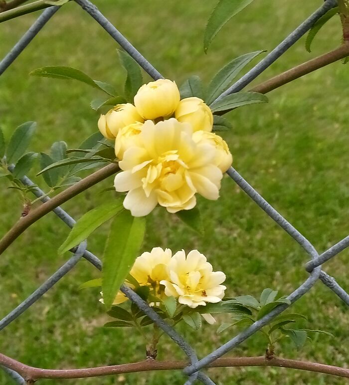 A Moss Rose, Taken With A Nokia 2.3