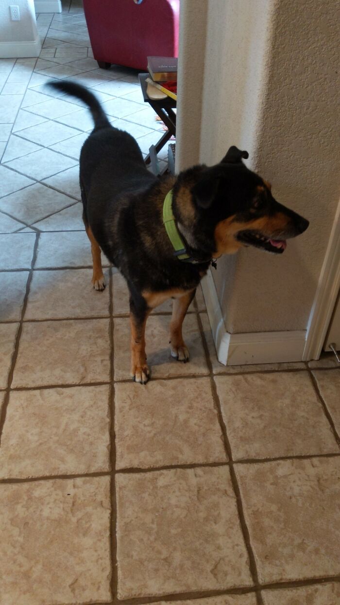 My Very Handsome Buddy. Australian Shepherd Mix (We Think). He Was The Sweetest And Most Gentle Dog Ever. I Miss Him A Lot