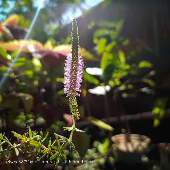 A Wild Flower, I Don't Know What's The Name Of It But It Seems Very Beautiful