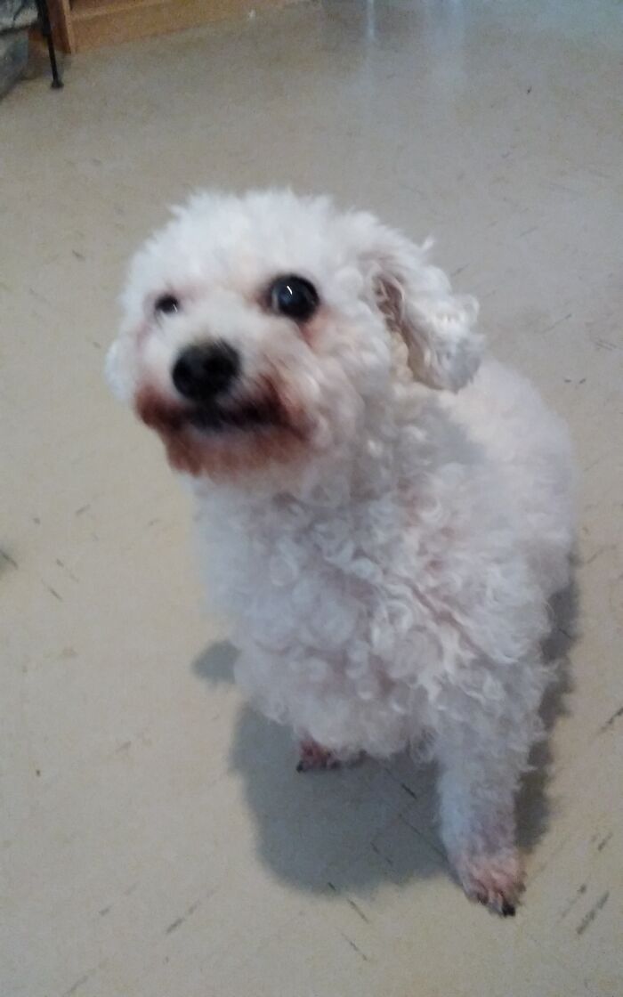 12 Year Old Holly. Sorry It's A Bit Fuzzy She Doesn't Sit Still Long