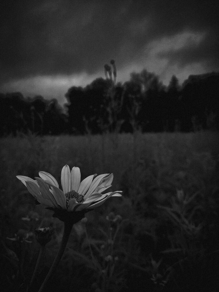 A Little Blossom Before A Big Storm