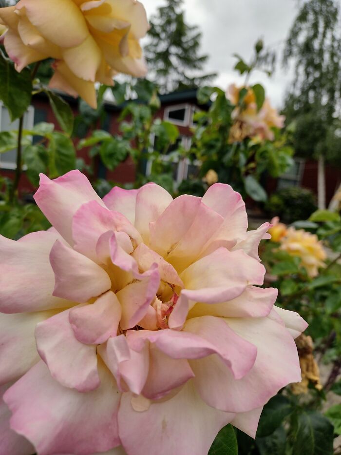 Picture Of A Flower In My Step-Grandma's Garden
