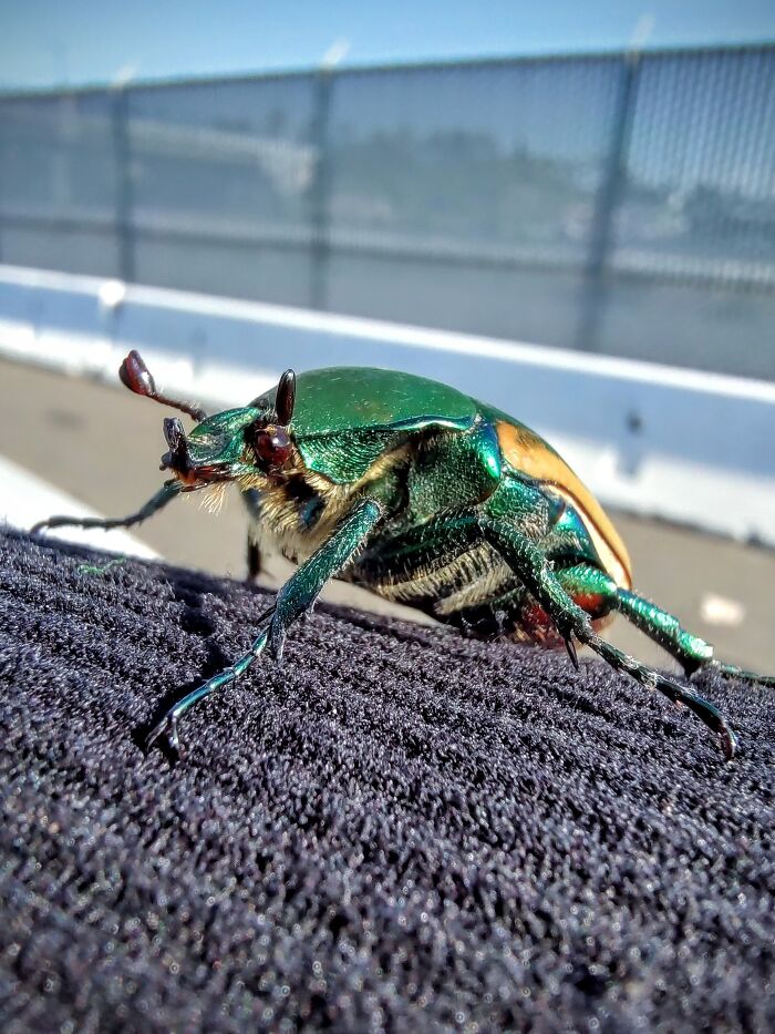 Fig Beetle Found At Work