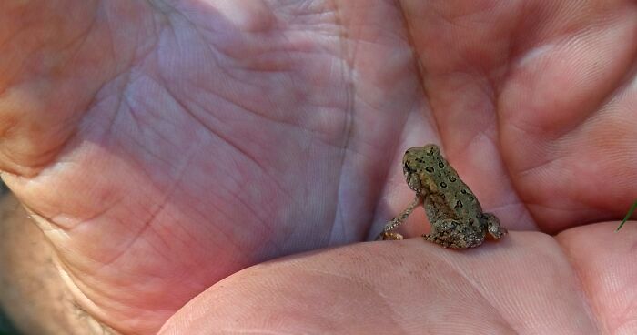 Fowler’s Toad (Anaxyrus Fowleri)_yellow River State Forest_2022-08