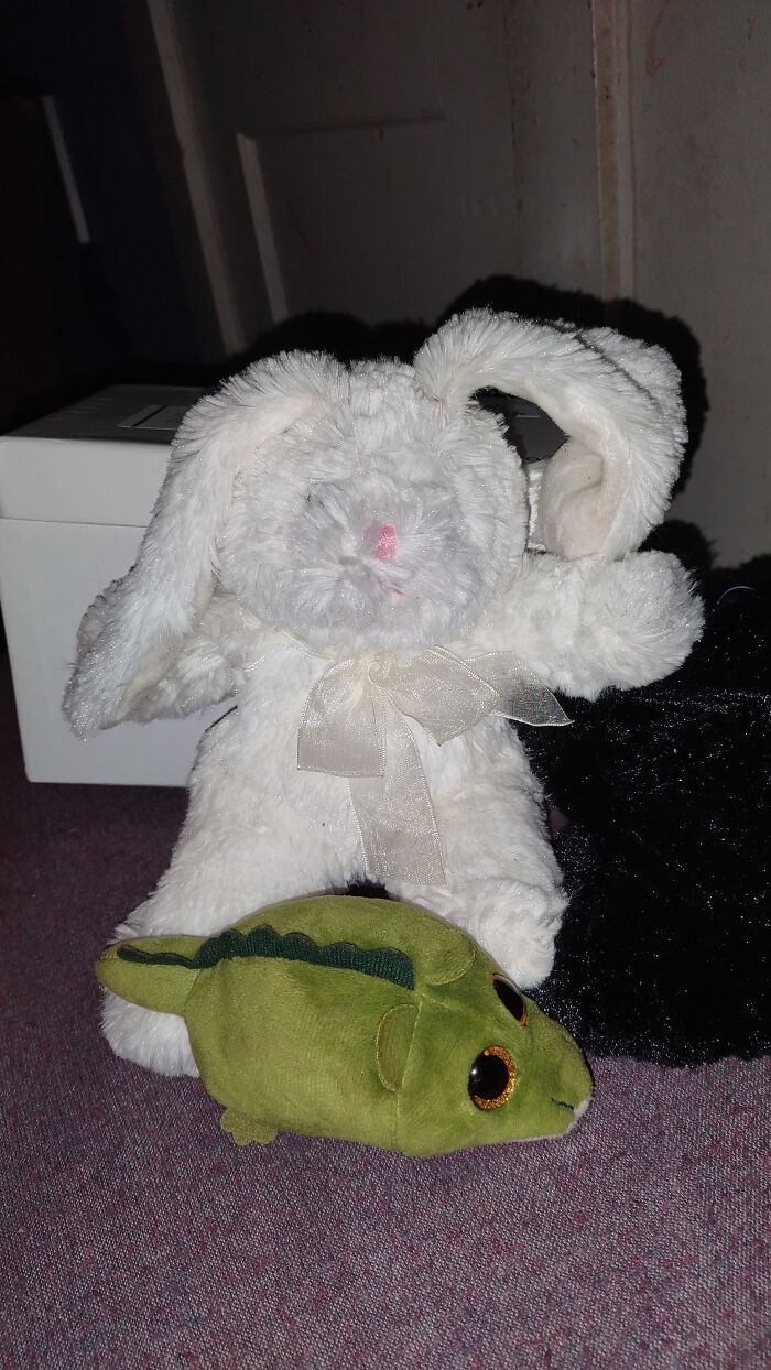 One Of My Bunnies And A Turtle I Was Gathering For My Little Pony: Friendship Is Magic Cosplays Me And My Friends Were Doing For A Local Con