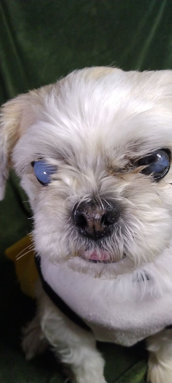 My Blind Dog I've Had Since I Was A Little Kid. She'll Live Three More Years At The Most. Love Her So Much