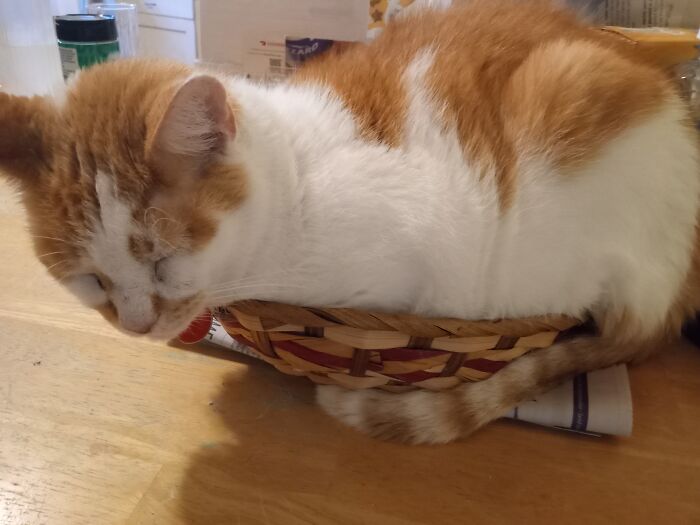 If It Fits, I Sits. Tommy-O, Aka Da Catfaddah