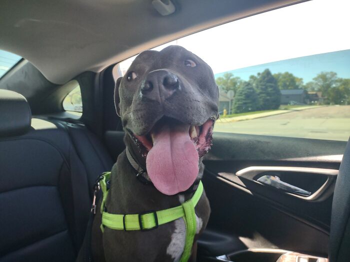 This Picture Of A Shelter Dog Named Austin. (If You're Anywhere Near Yankton Sd You Can Visit Austin And Many Other Dogs At Heartland Humane Society!!!)