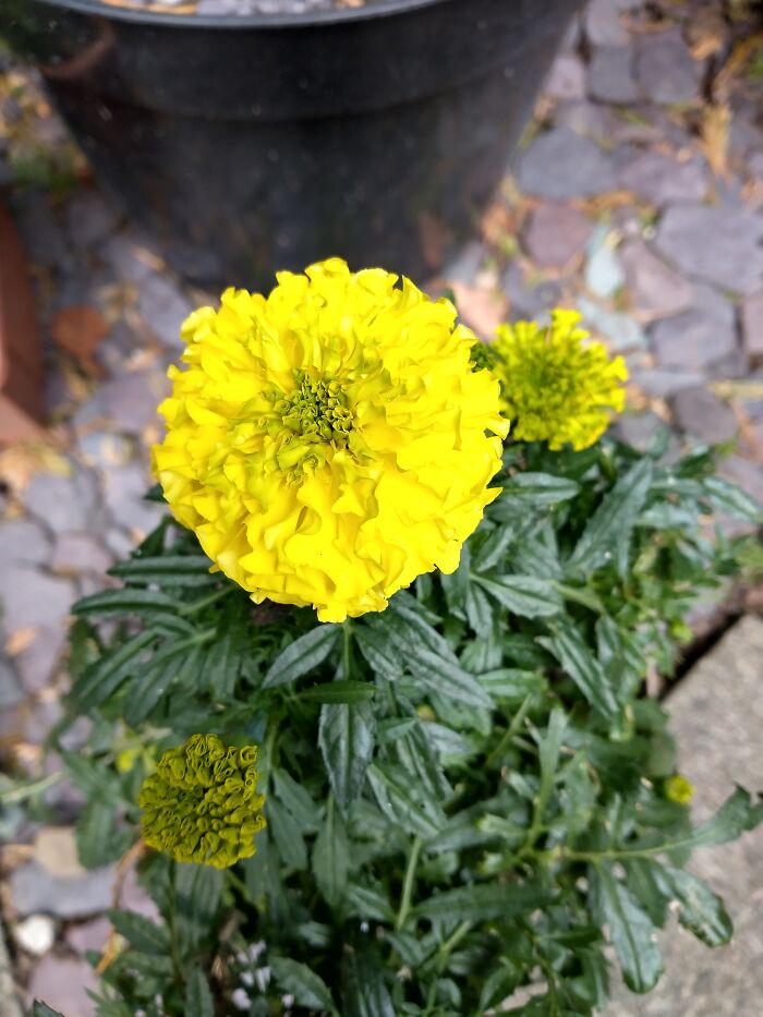 Late Blooming Marigolds (Staffs, UK)