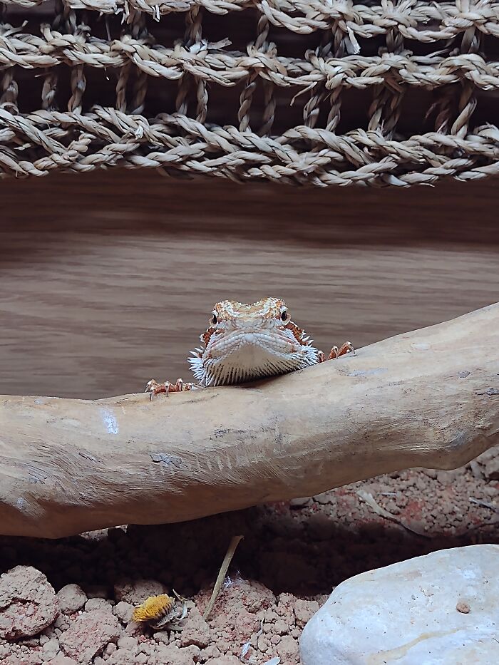 I'd Have To Say, It's This Photo Of My Beardie Modeling The 'Who Woke Me Up' Look
