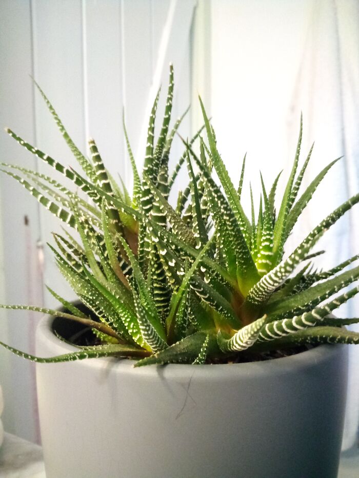 My Plant Baby Of Three Years :) Started Out The Size Of My Thumb