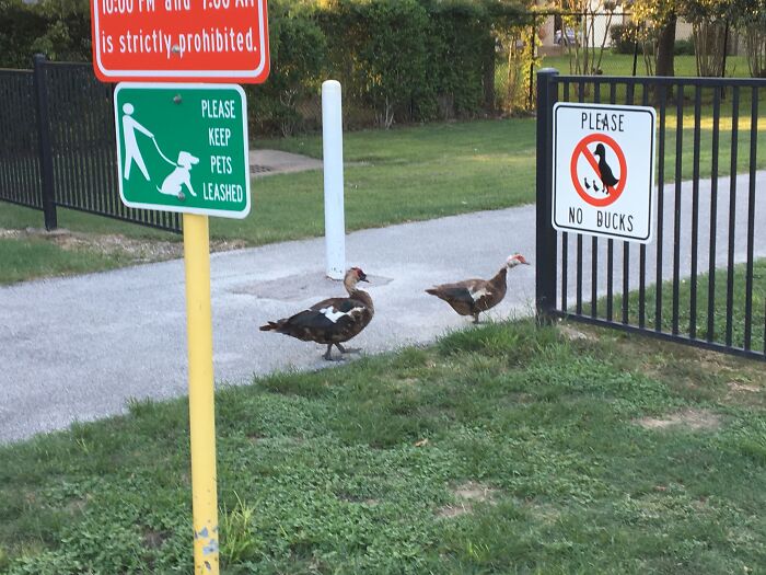 Those Illiterate Ducks