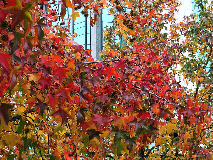 Maple, When It Starts To Change The Color Of Its Leaves In Autumn, It Is Spectacular😍