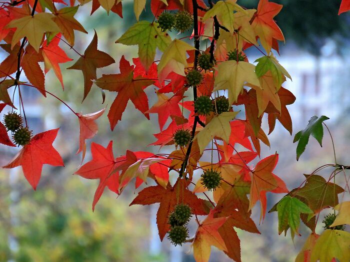 A Richness Of Autumn Colors