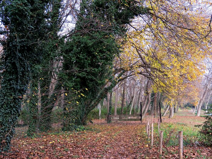 I Love The Autumn Mist, Everything Looks Enchanted