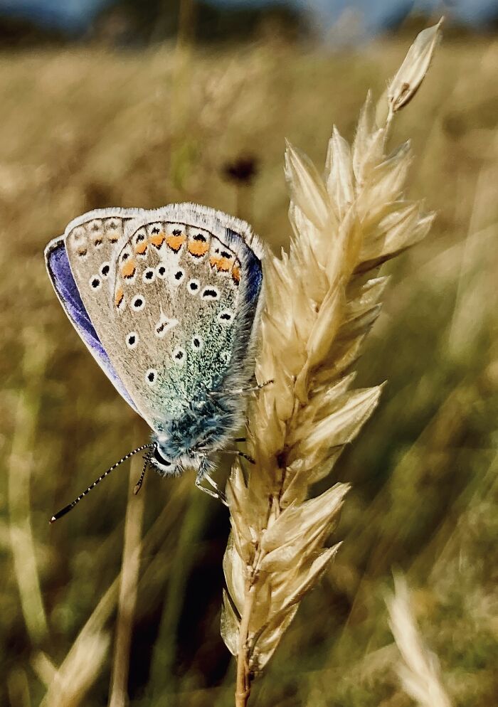 Butterfly - In Danish "Blåfugl"
