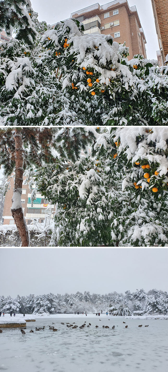 Snowfalls In Madrid Happen Once In A Lifetime