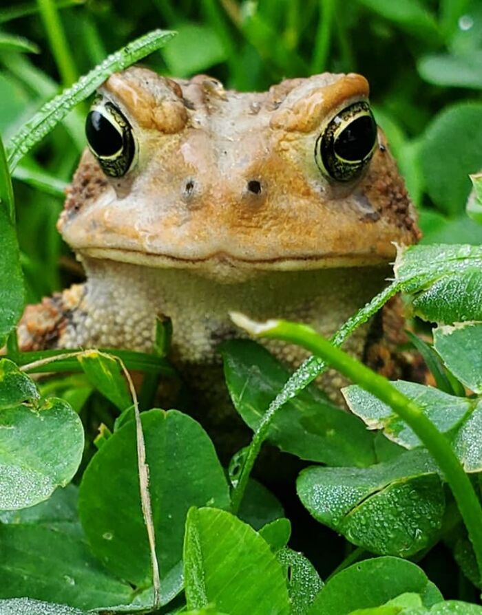This Is Frank The Frog. He Resides In An Old Motorcycle Helmet I Put In One Of My Flower Gardens For Him