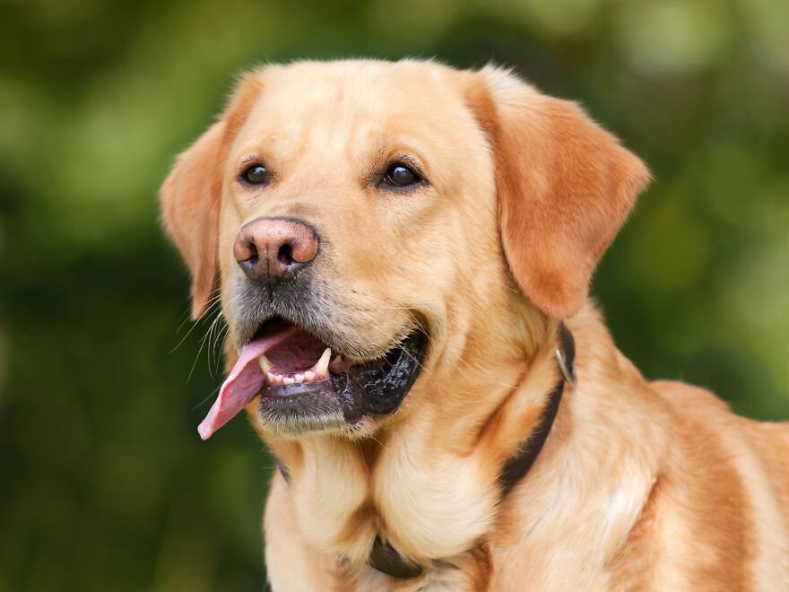 Labrador Retriever Dog Breed Facts Labrador Retriever Dog Breed Facts