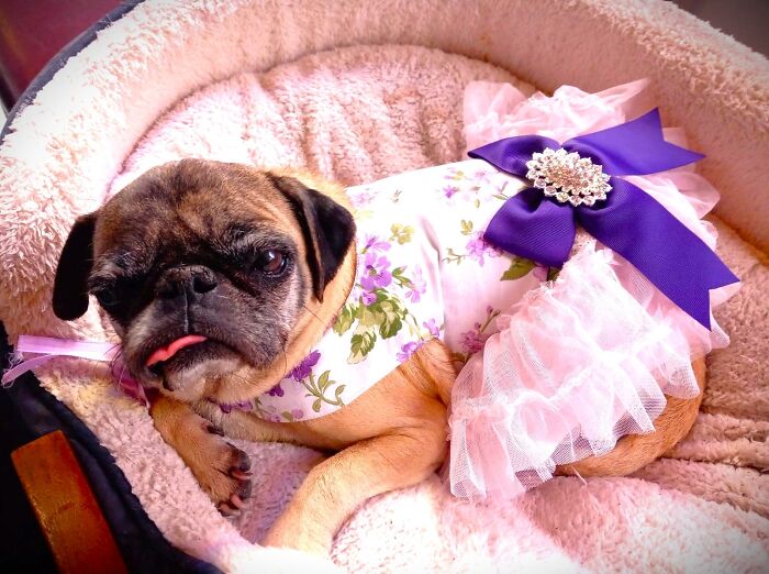 Moira Rose. She Is Over 10 Years Old With No Teeth, Liver Issues, A Hernia And Collapsed Trachea