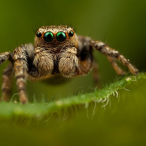 christopherlargent avatar