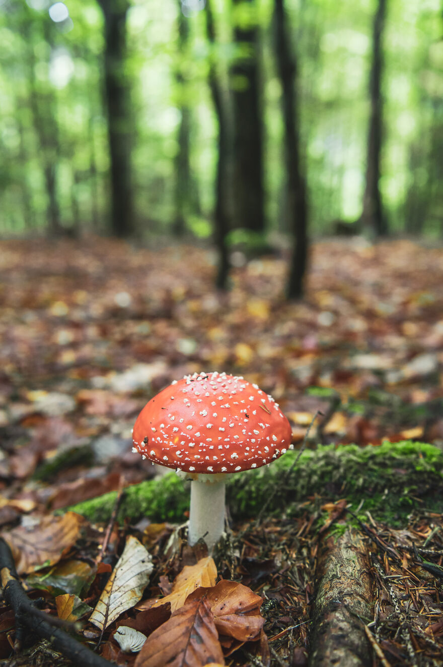 I Photographed The Mălăiești Cottage In Romania (10 Pics)