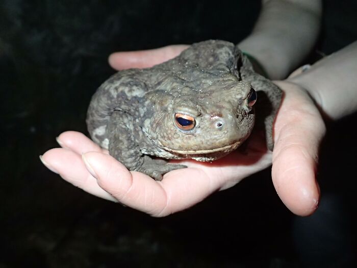 I Found It Near To A Cave Entrance In Italy, It Was So Slow, Fat And Adorable