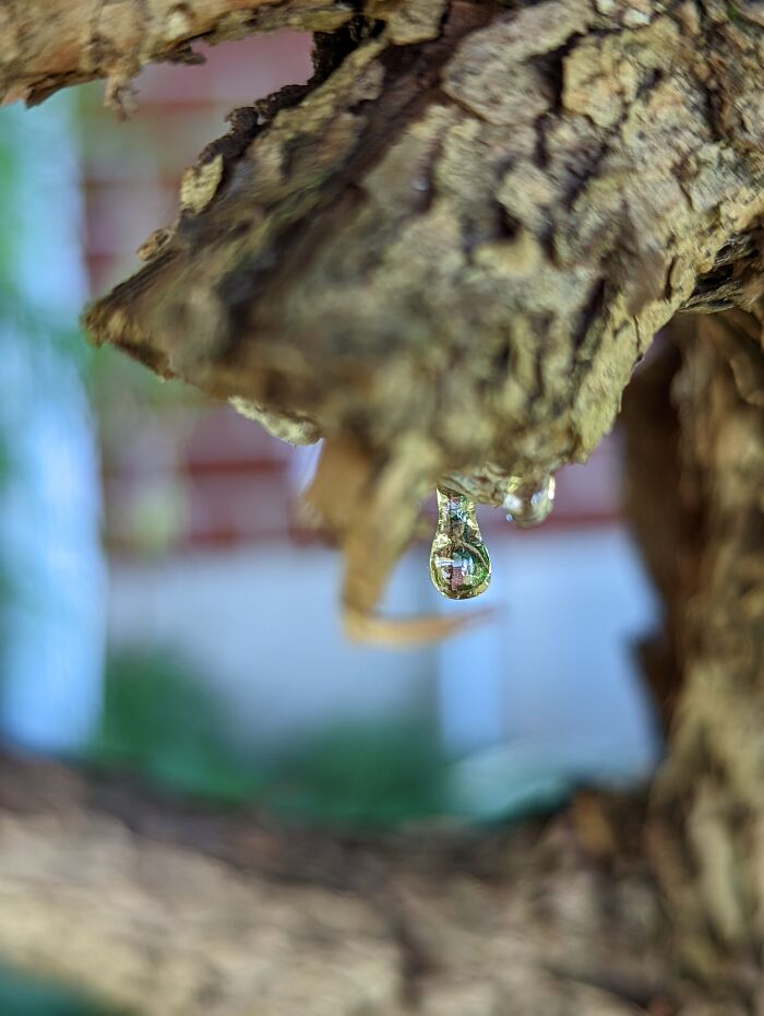 Pine Tree Resin Hardened Into Tiny Beautiful Droplets