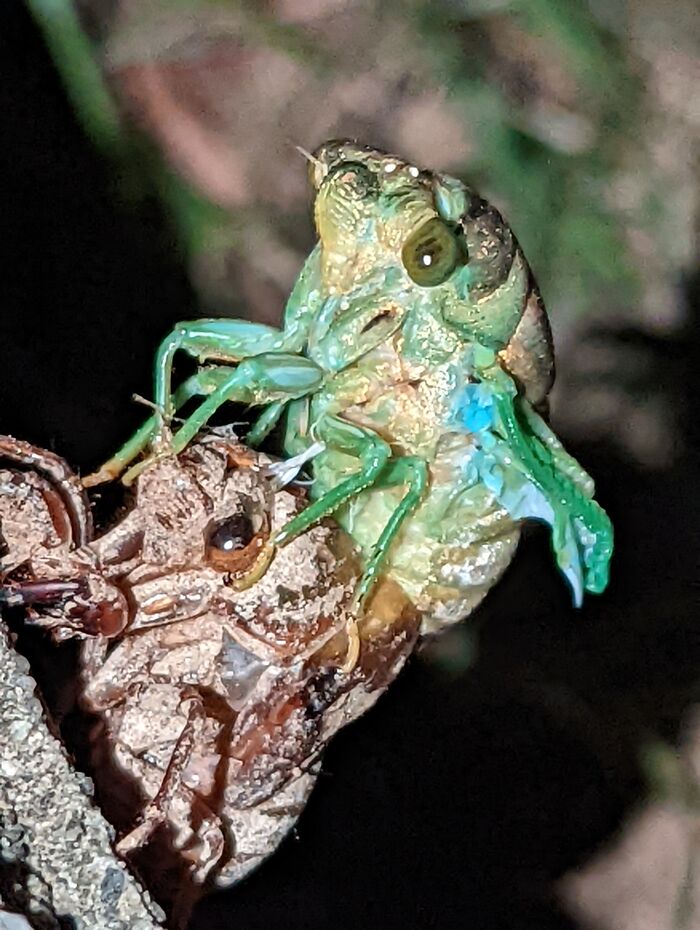 Cicadas Fron Outer Space. 💚