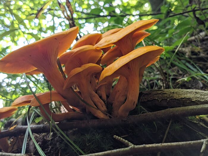 My Brother's Said That About Some Of My Mushroom Pictures- And He's An Actual Photographer!