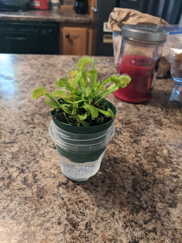 I Present My Son(S?)