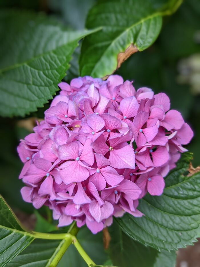 Hydrangeas