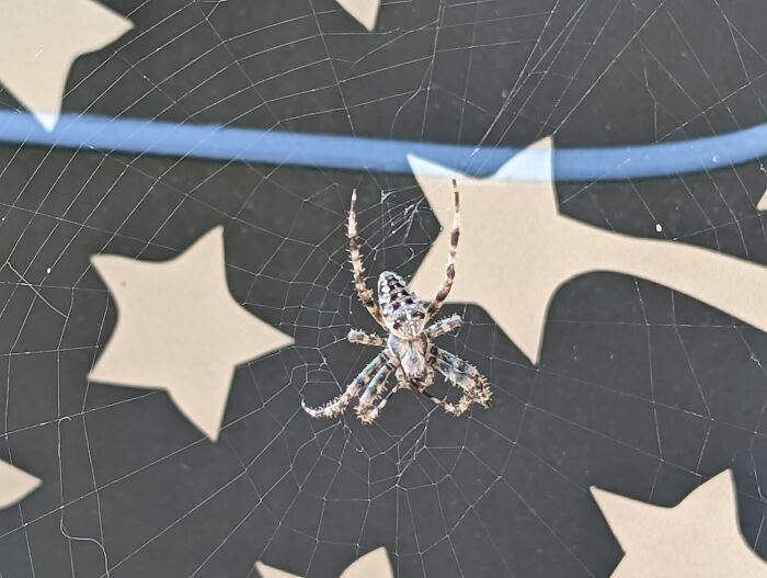 Barn Spider On The Side Of My Jeep!!!