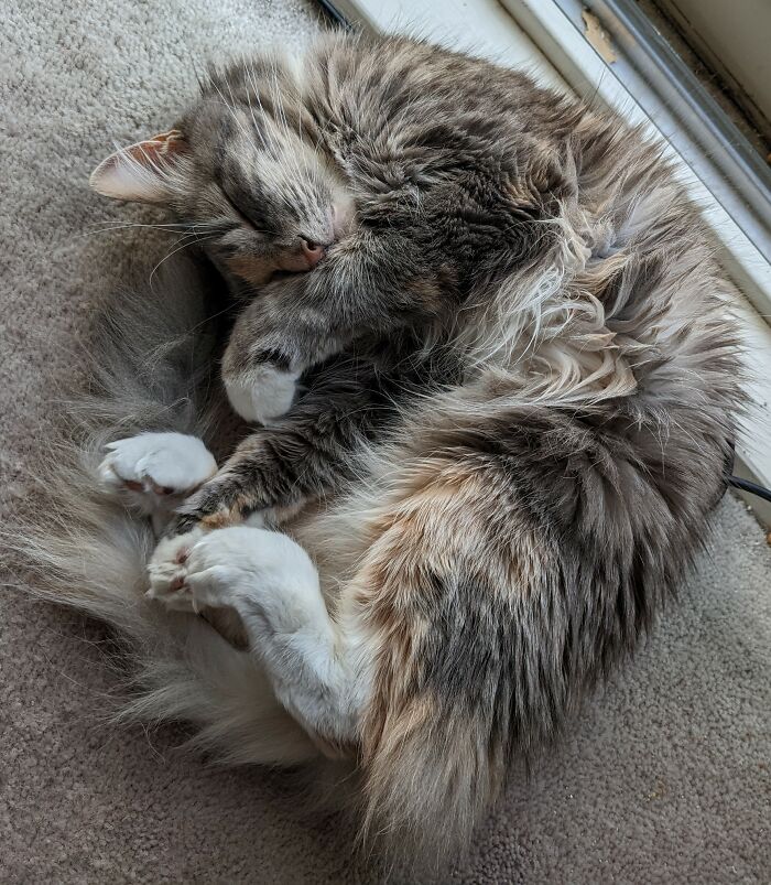 97% Of My Camera Roll Is Havoc Sleeping