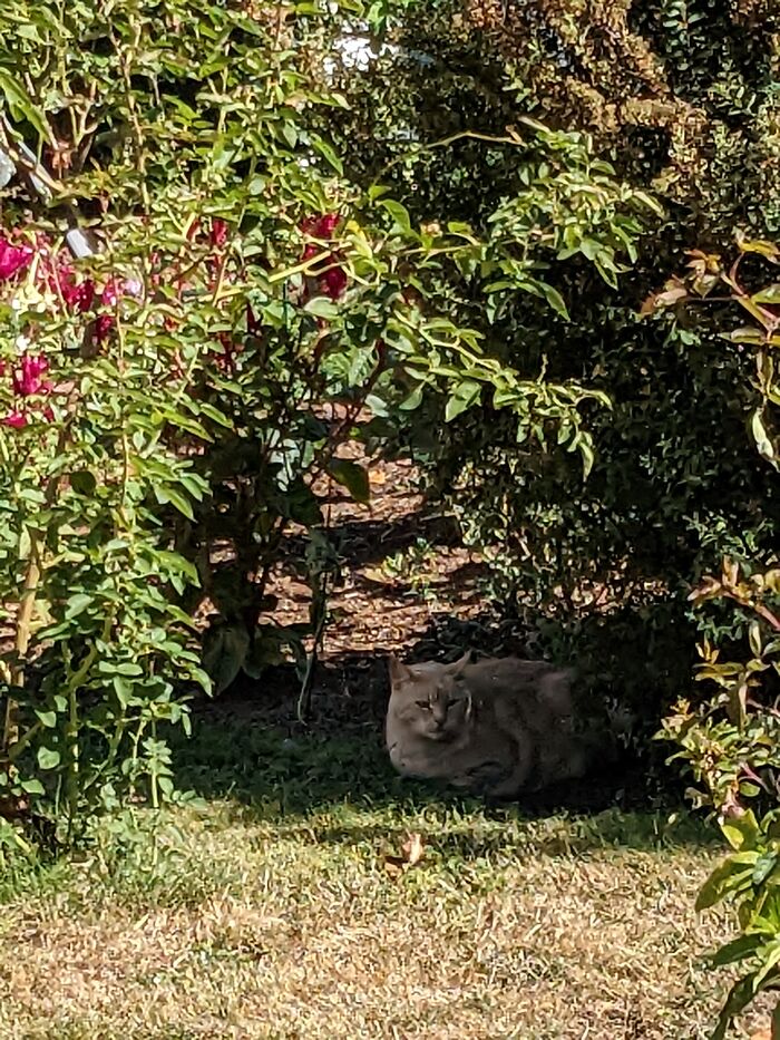 Watching This Cat Verbally Kill Me