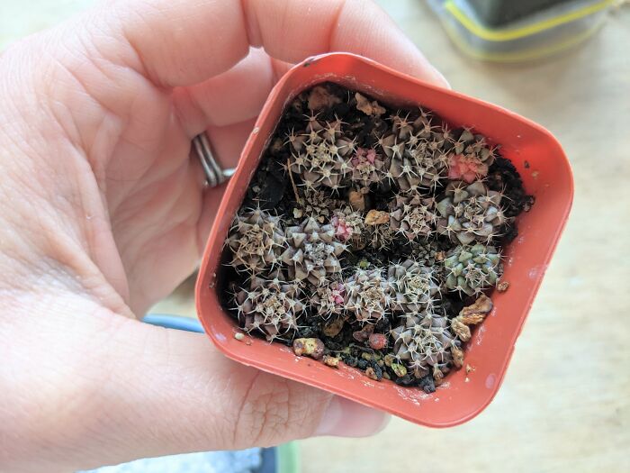 Baby Gymnocalycium Mihanovichii, Grown From Seed ☺️
