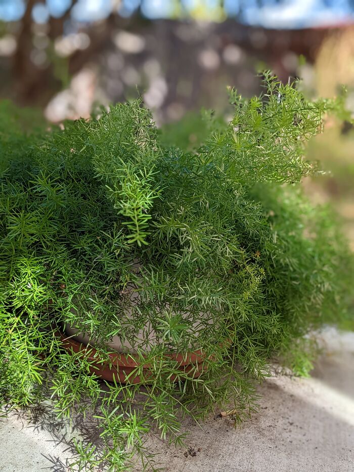 Last Year This Fern Was Mostly Dead With Just A Few Green Stems