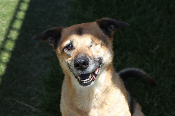 River, 16 Years Old And Still A Puppy At Heart. She Lost Her Left Eye To Glaucoma Caused By A Tumor