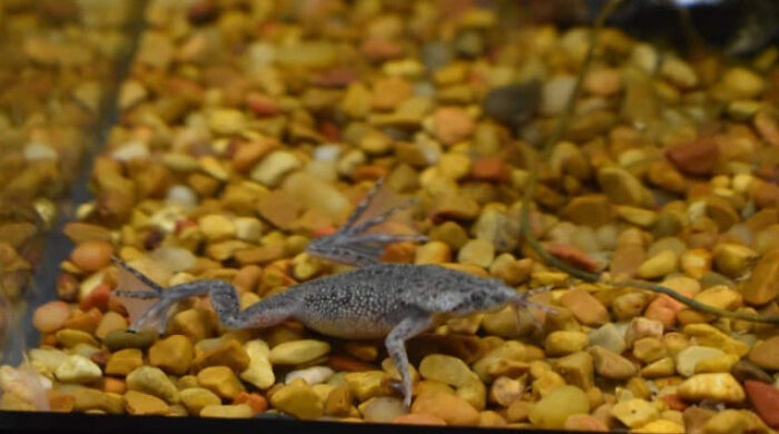 My Little African Dwarf