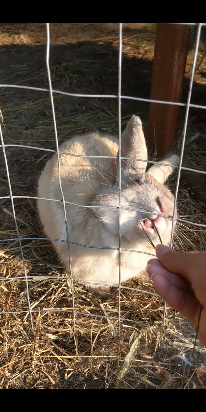 My Latest Photo! My Bunny Named Potato!